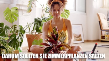 zimmerpflanzen salzen das bringt der trick | Zimmerpflanzen salzen: Das bringt der Trick |