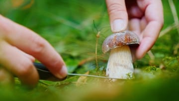 sechs dinge die sie beim sammeln von pilzen unbedingt beachten sollten | Sechs Dinge, die Sie beim Sammeln von Pilzen unbedingt beachten sollten |